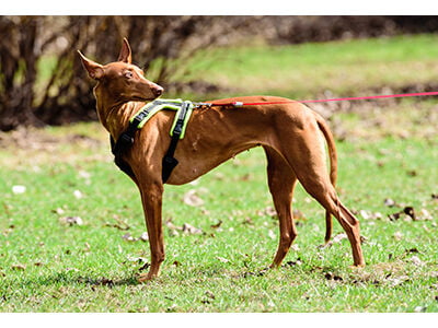 Dog Leashes, Collars and Harnesses